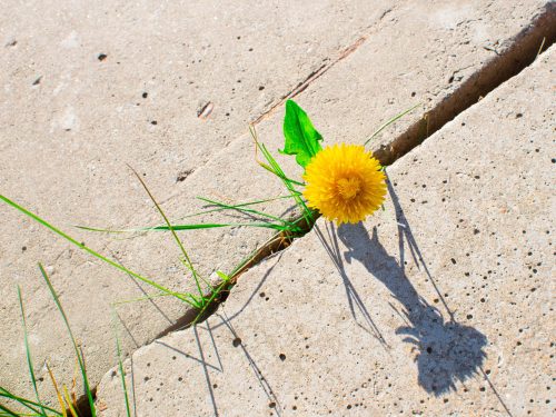 The concept of survival, ecology, globalization. Plant grows through concrete cracking. Sprout of a plant makes the way through a crack asphalt.