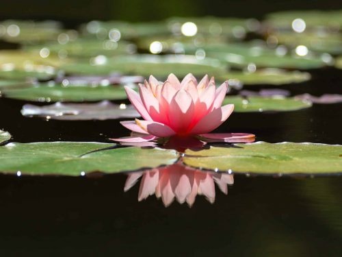 Pink lotus water lily flower and green leaves in pond. lake with a water lilly