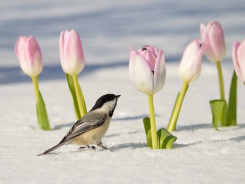 chickadee-on-tulips-in-spring-2023-11-27-05-27-05-utc