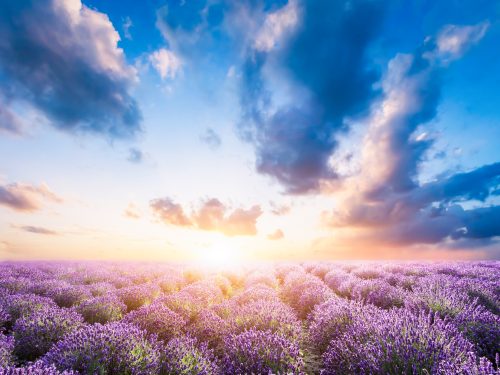 Lavender flower field in full bloom, dramatic sunset sky.