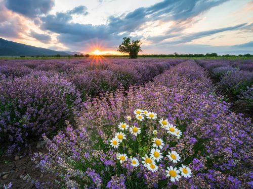Stunning view with a beautiful lavender field at sunrise