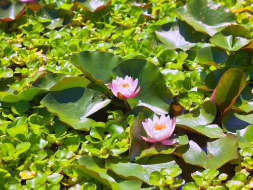 beautiful water lilies at a overgrown park pond. horizontal shot